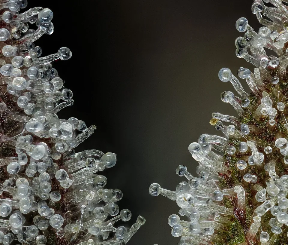 Glassy trichome heads on two bracts, parted by a dark gap.