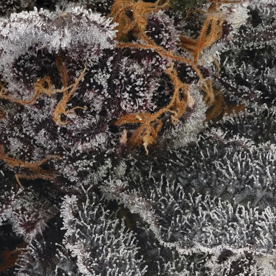 Blood Honey up close: frosted dark calyxes with rusty orange pistils.