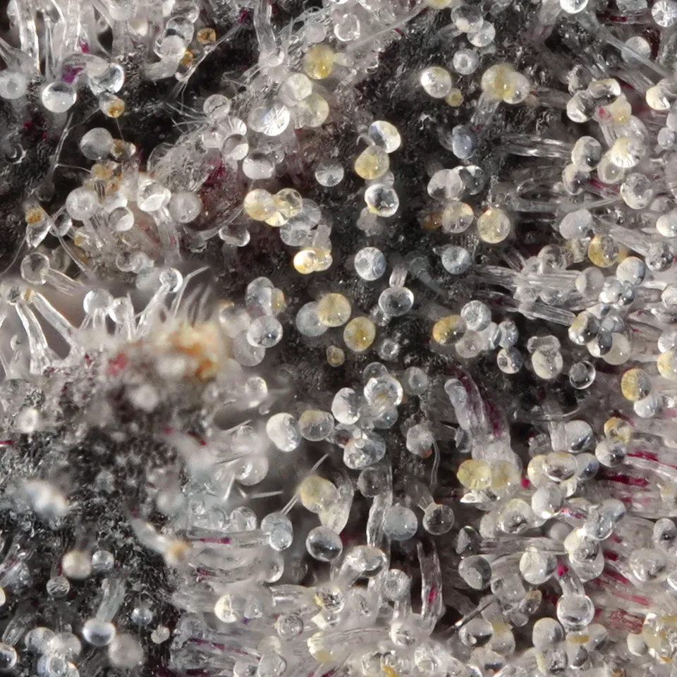 Candy Fumez up close: clear and amber trichome heads over dark purple.