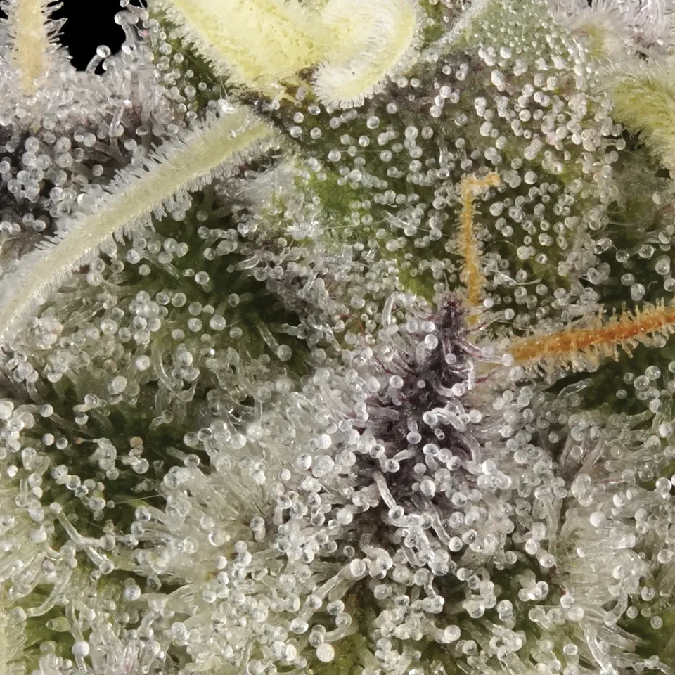 Chem Chillz up close: frosted green calyxes with orange pistils.