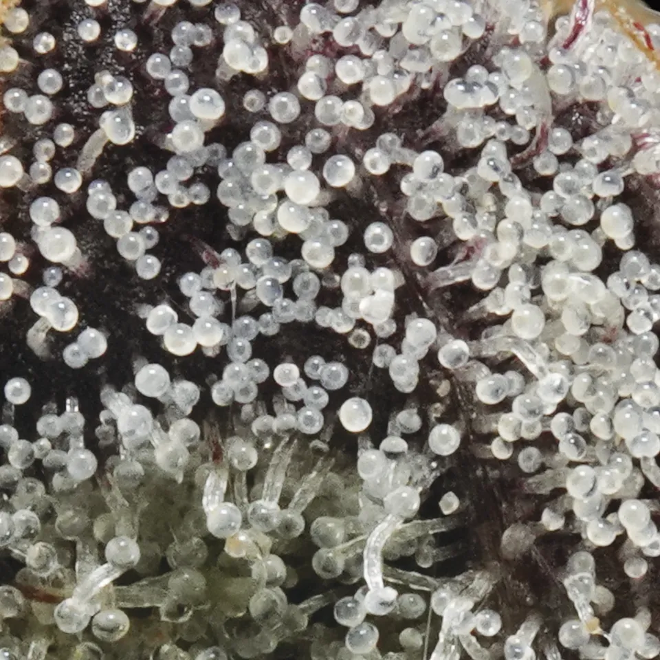 Cherry Popperz up close: milky trichome heads packed over dark purple.