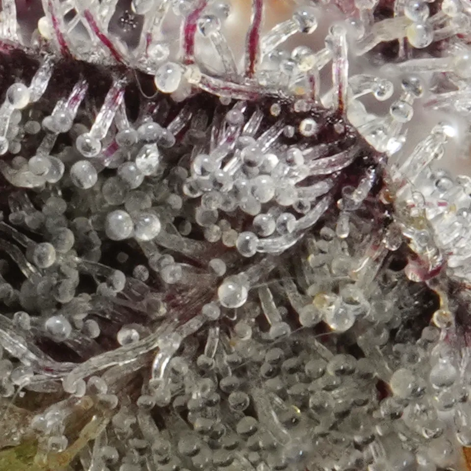 Drip Station up close: trichome stalks along a purple-edged leaf.