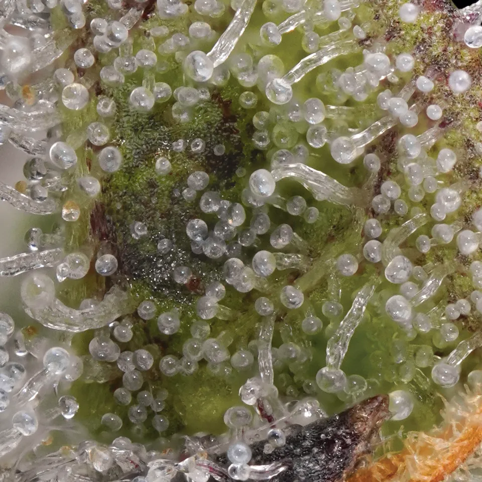 Jealous Banana up close: clear trichome heads on a lime-green bract.