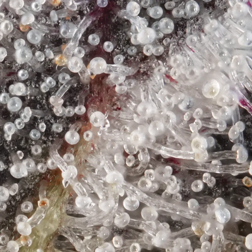 ZAC up close: a dense frost of milky trichome heads over a dark bract.