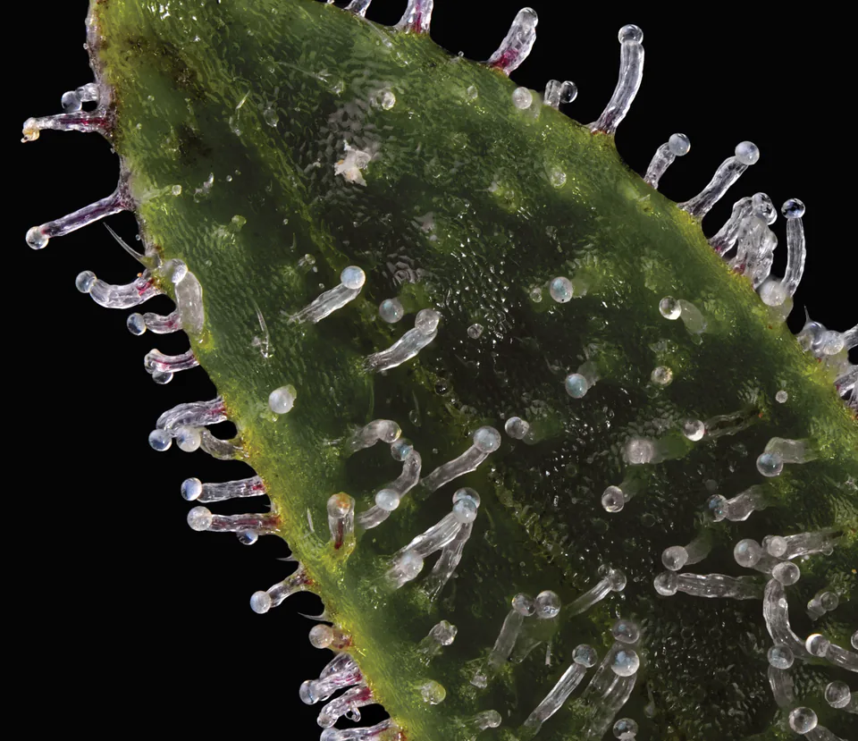 Big Bag up close: trichome stalks along the edge of a green sugar leaf.