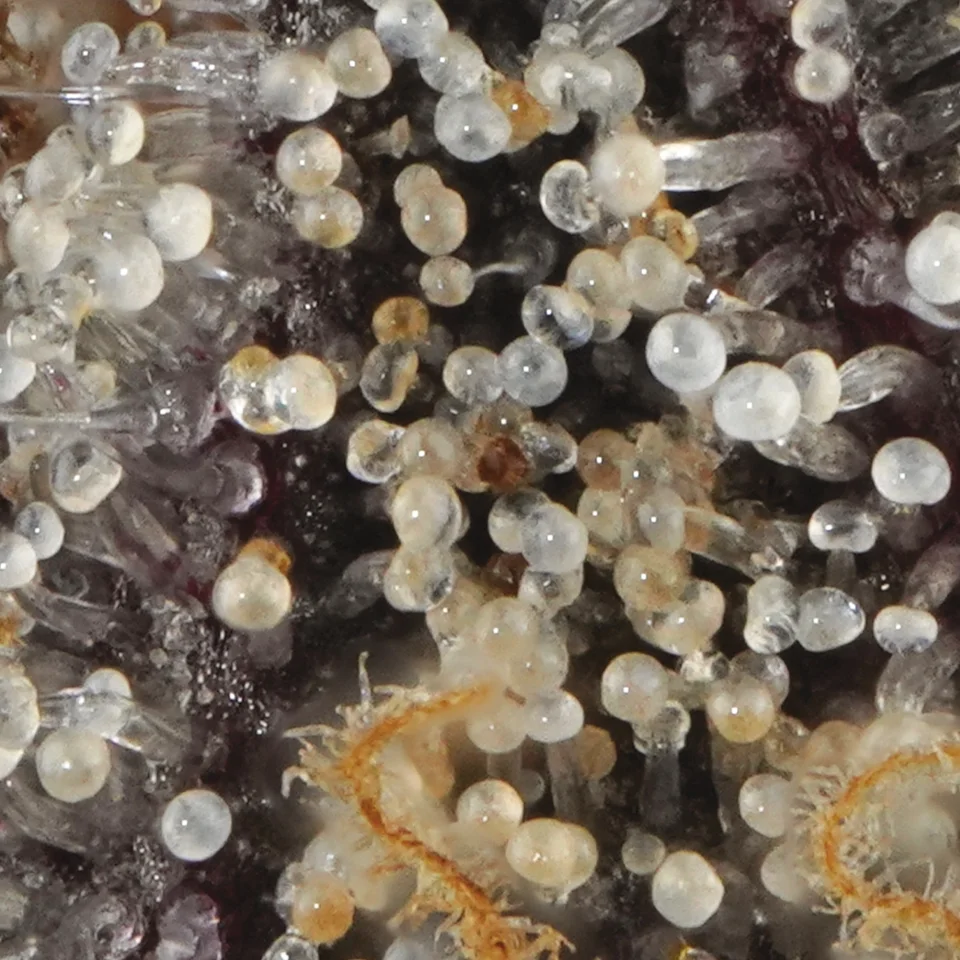 Peach Pound Cake up close: glassy trichome heads, clear to amber, over dark purple and orange pistils.