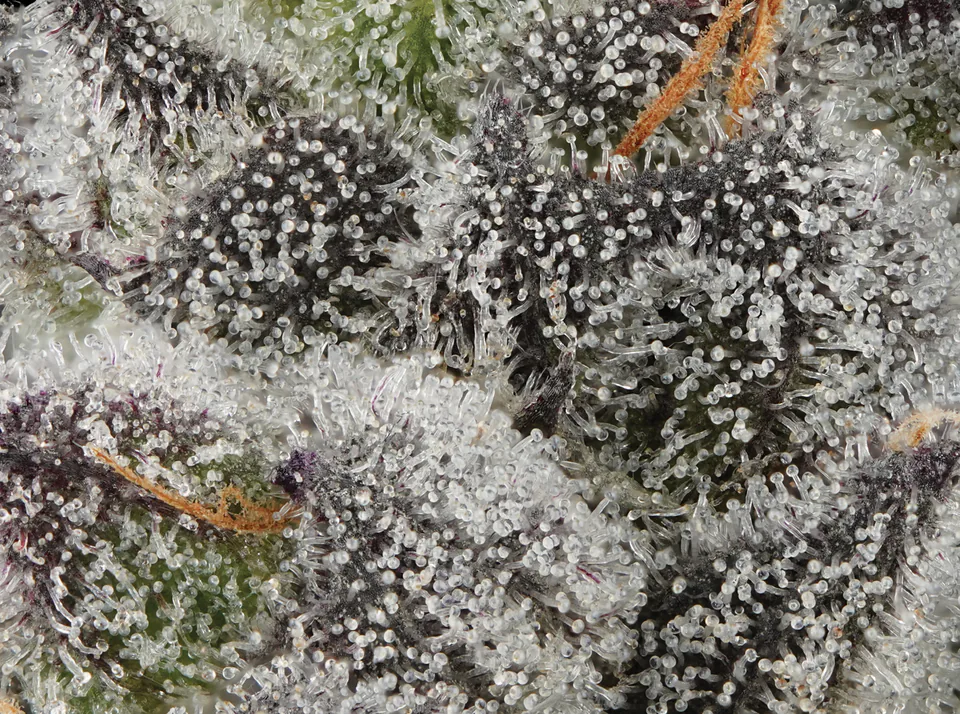 Mahalo Marker up close: frosted dark calyxes with orange pistils.