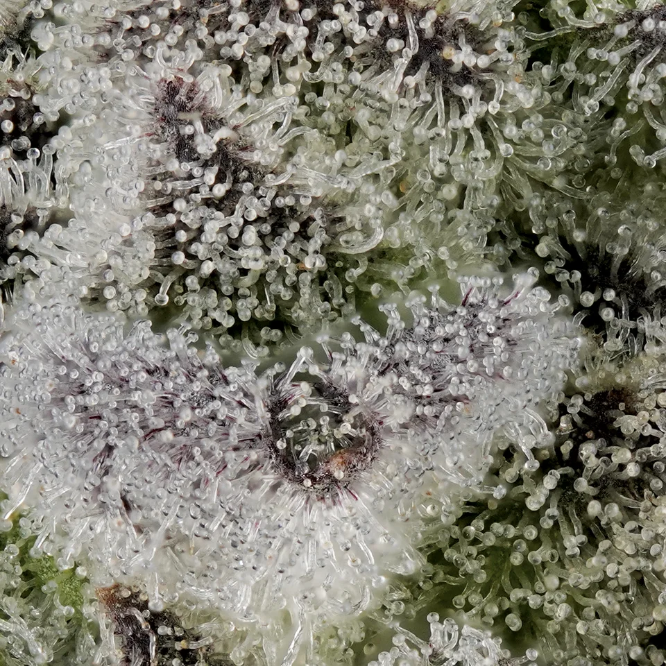 Moonbow up close: silver-white frost over dark green calyxes.