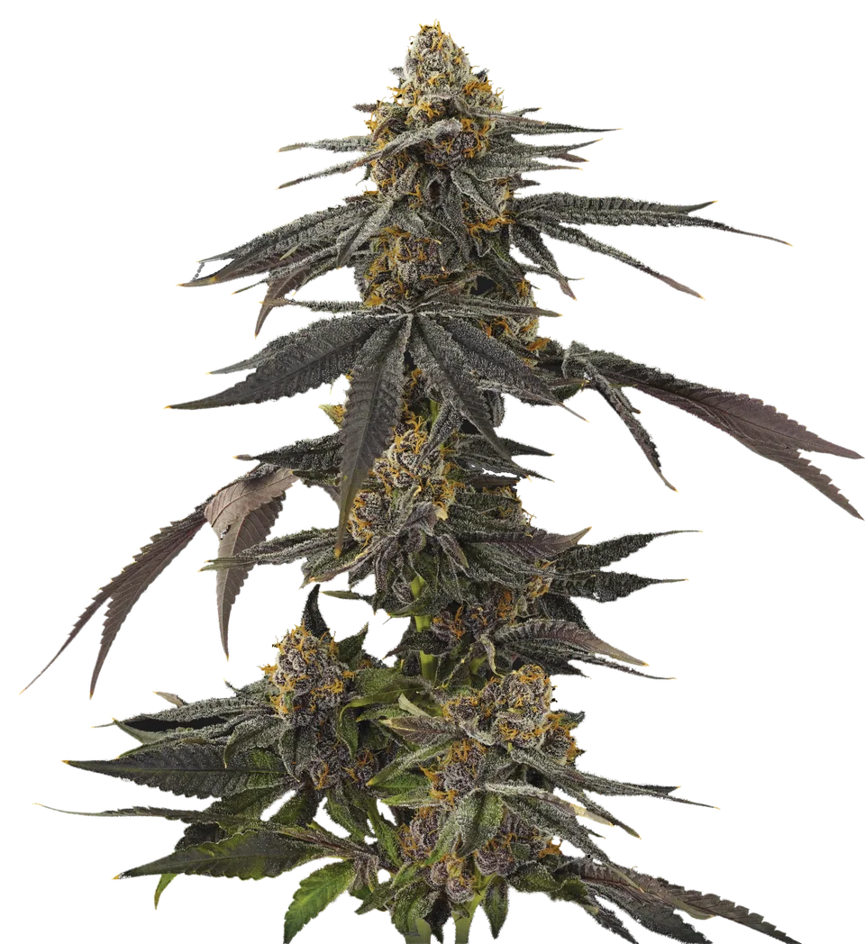 Blood Honey plant, full view.