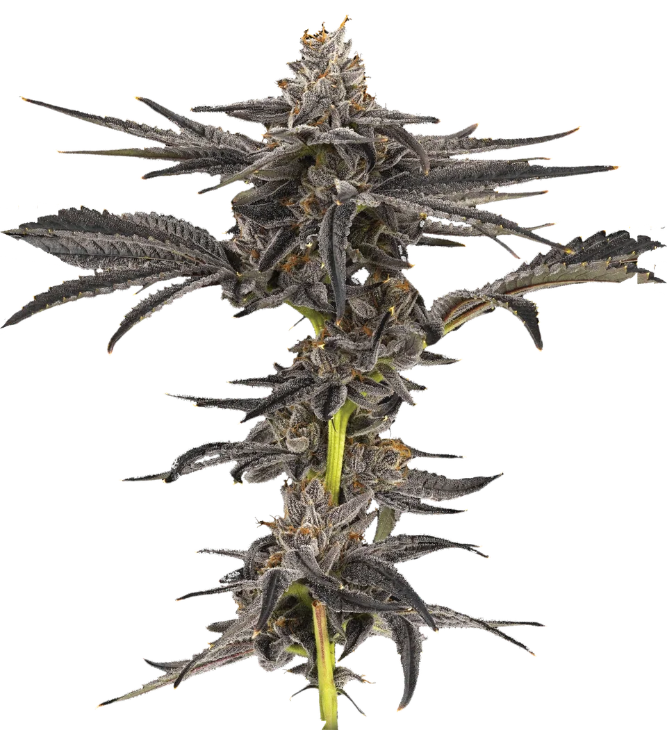 Candy Fumez plant, full view.
