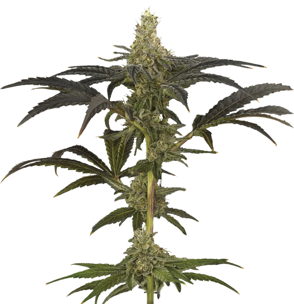 Chem Chillz plant, full view.