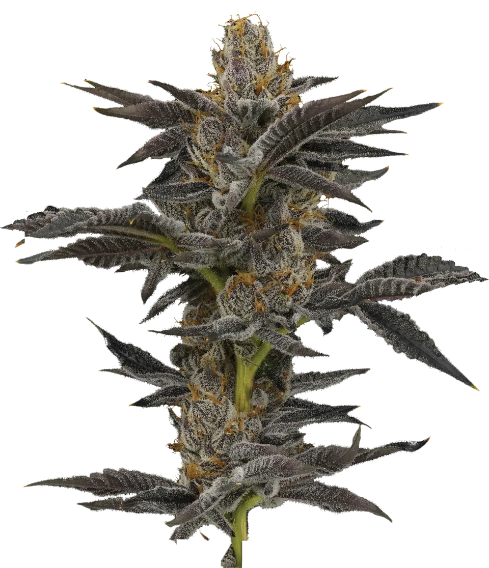 Cherry Popperz plant, full view.