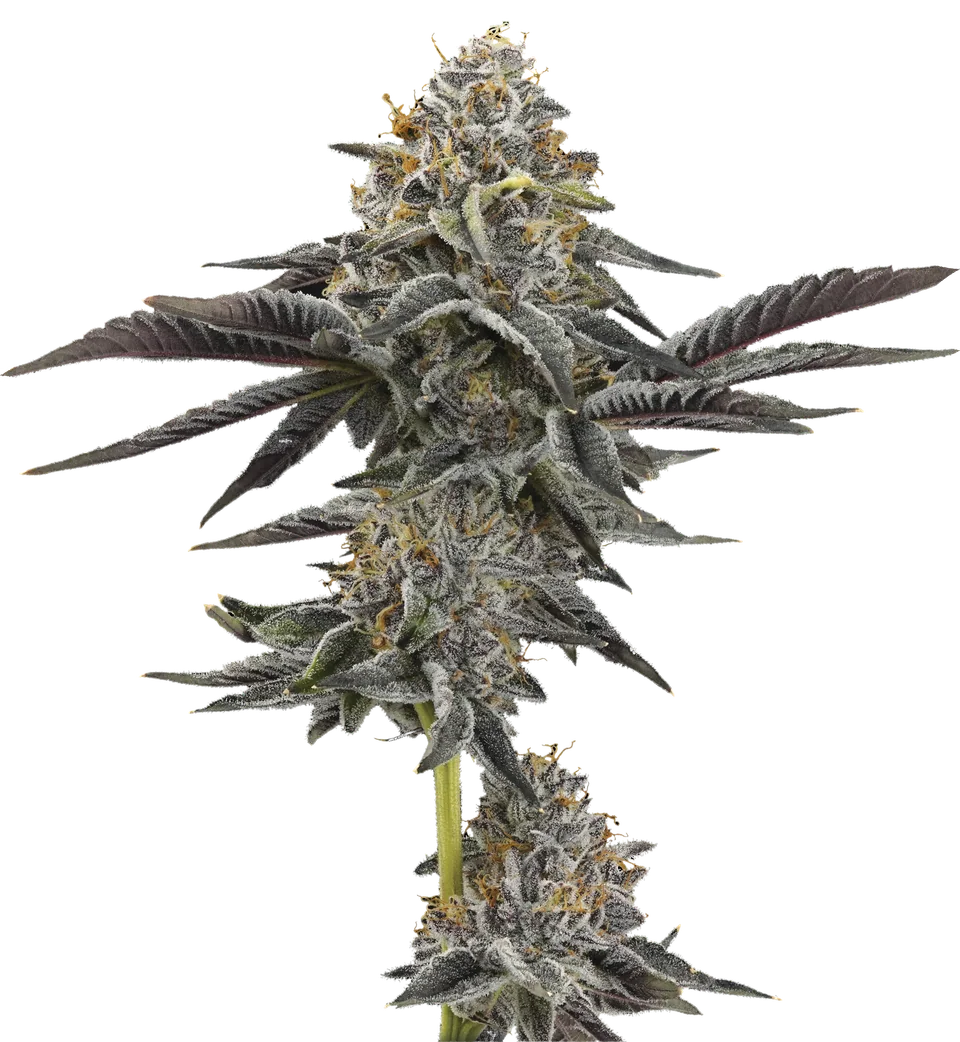 Drip Station plant, full view.