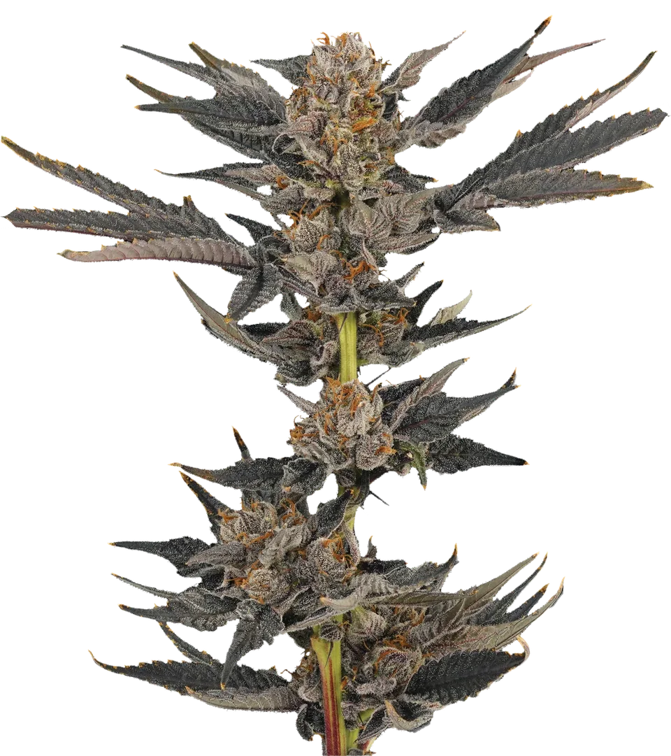 Peach Pound Cake plant, full view.